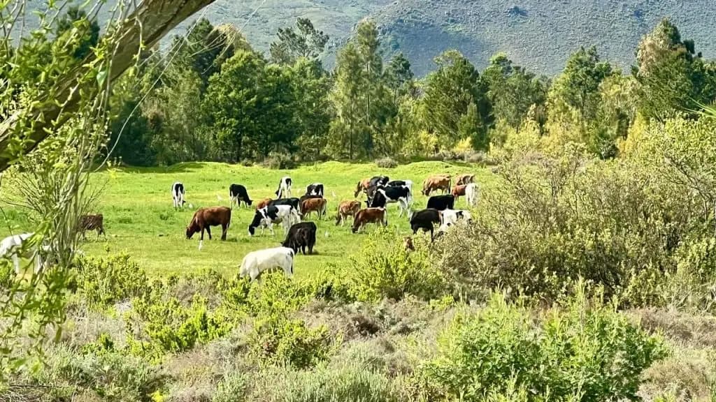 Life at Wilde Paarde Country Estate — gallery photo 9